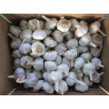 2020 Good Fresh Normal White Garlic